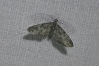 Eupithecia dodoneata