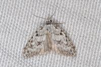 Nola cicatricalis