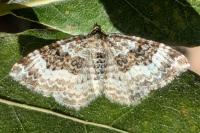 Epirrhoe alternata