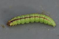 Acrobasis advenella