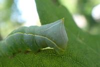 Amphipyra pyramidea