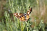 Isturgia famula