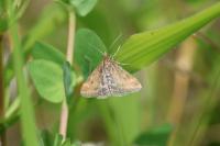 Pyrausta despicata