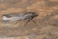 Isauria dilucidella