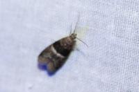 Elegia