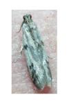 Phycitodes binaevella