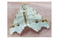 Macaria alternata
