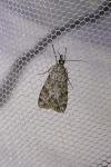 Scoparia