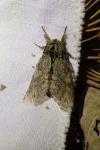 Peridea anceps