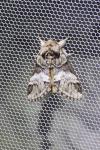 Drymonia dodonaea