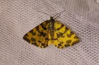 Pseudopanthera macularia