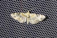 Eupithecia pulchellata