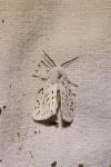 Spilosoma lubricipeda