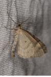 Thera obeliscata