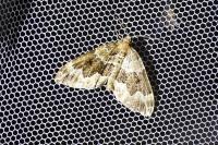 Lampropteryx suffumata