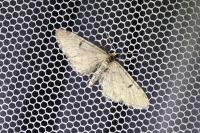 Eupithecia virgaureata