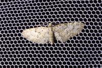 Eupithecia abbreviata