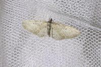 Eupithecia abbreviata