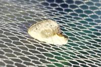 Cilix glaucata