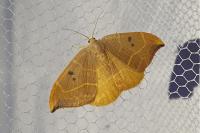 Watsonalla binaria