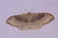 Idaea degeneraria