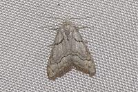 Nola thymula thymula