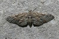 Eupithecia cocciferata