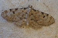 Eupithecia tantillaria