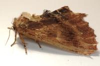 Ptilodon capucina
