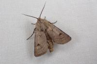 Agrotis turatii