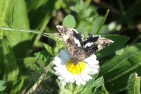 Tyta luctuosa
