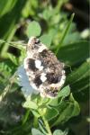 Tyta luctuosa