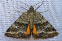Synthymia fixa