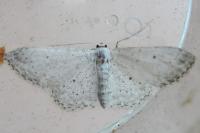 Idaea seriata