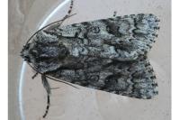 Acronicta auricoma