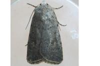 Caradrina flavirena/noctivaga