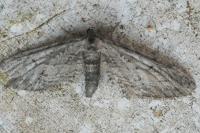 Eupithecia unedonata
