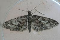 Eupithecia cocciferata