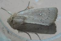 Mythimna sicula