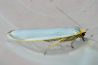 Eilema caniola