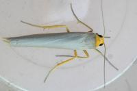 Eilema caniola