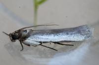 Denticera divisella