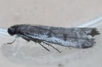 Ephestia disparella