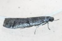 Ephestia disparella