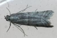 Ephestia disparella