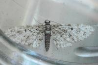 Eupithecia dodoneata