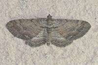 Horisme tersata/radicaria