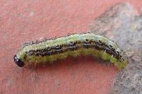Cydalima perspectalis