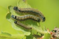 Malacosoma neustria