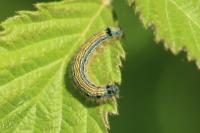 Malacosoma neustria